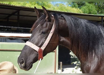 Andalusian, Mare, 4 years, 15,1 hh, Black