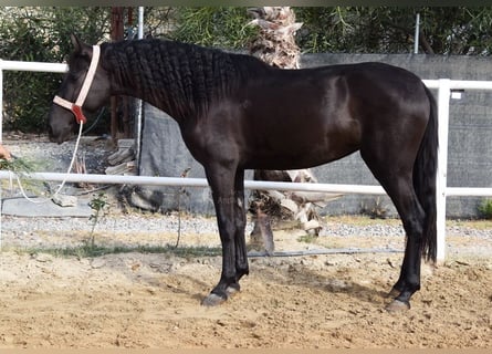 Andalusian, Mare, 4 years, 15,1 hh, Black