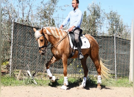 Andalusian, Mare, 4 years, 15,1 hh, Palomino