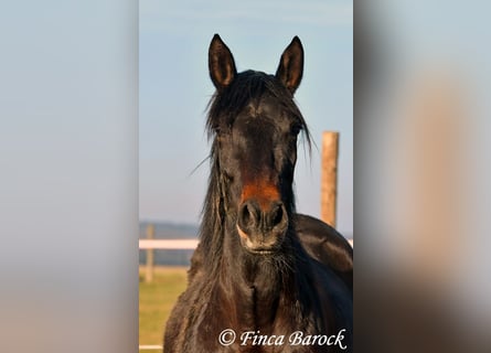 Andalusian, Mare, 4 years, 15,1 hh, Smoky-Black