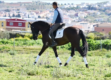 Andalusian, Mare, 4 years, 15,2 hh, Black