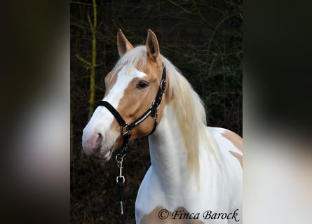 Andalusian Mix, Mare, 4 years, 15,2 hh, Pinto