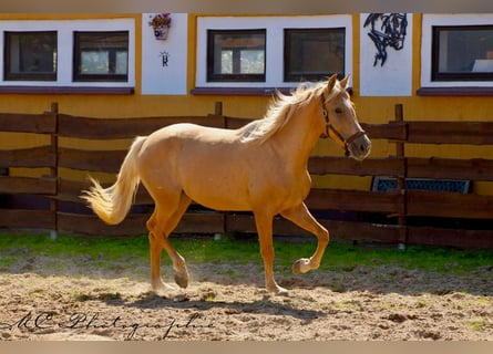 Andalusian, Mare, 4 years, 16 hh, Palomino