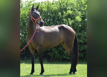 Andalusian, Mare, 5 years, 15.2 hh, Brown