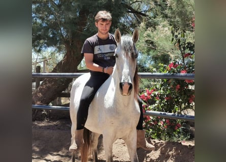 Andalusian, Mare, 5 years, 15,2 hh, Gray