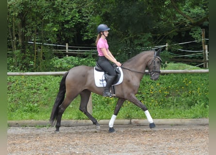 Andalusian, Mare, 5 years, 15.3 hh, Brown