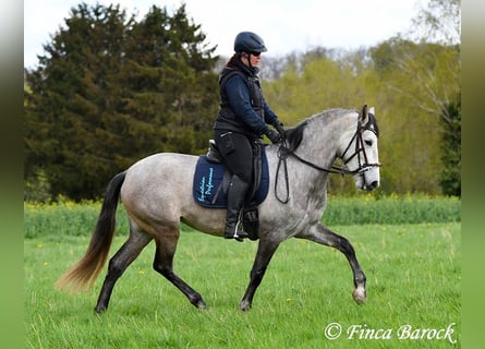 Andalusian, Mare, 5 years, 15.3 hh, Gray