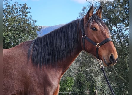 Andalusian, Mare, 5 years, 15 hh