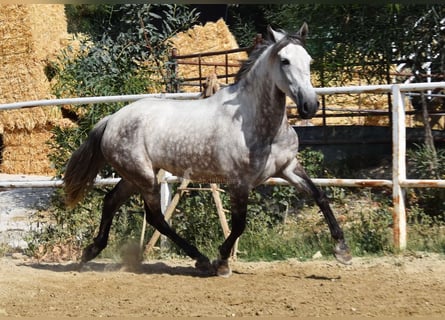 Andalusian, Mare, 5 years, 15,1 hh, Grey