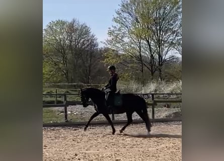 Andalusian, Mare, 5 years, 15,2 hh, Black