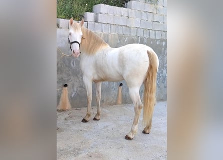 Andalusian, Mare, 5 years, 15,2 hh, Cremello