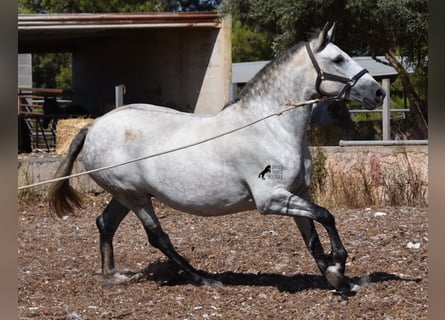 Andalusian, Mare, 5 years, 16 hh, Gray