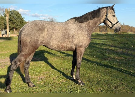 Andalusian, Mare, 5 years, 16 hh, Grey-Dark-Tan