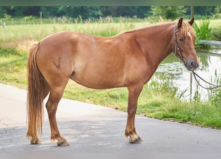Andalusian, Mare, 6 years, 14 hh, Chestnut-Red