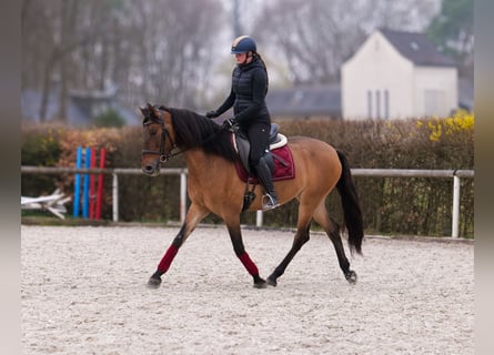 Andalusian, Mare, 6 years, 15.2 hh, Dun