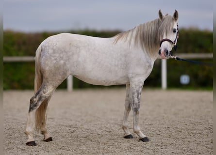 Andalusian, Mare, 6 years, 15 hh, Gray