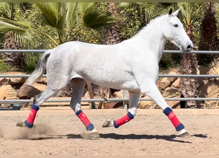 Andalusian Mix, Mare, 6 years, 15 hh, Gray