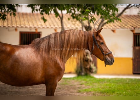 Andalusier, Stute, 6 Jahre, 16,1 hh, Fuchs