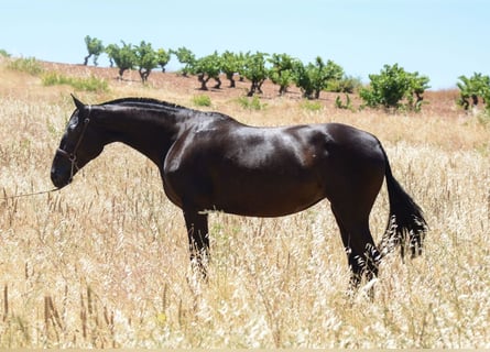 Andalusian, Mare, 6 years, 16 hh, Black