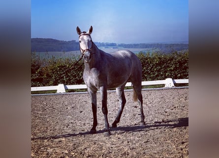 Andalusian, Mare, 6 years, 16 hh, Brown Falb mold