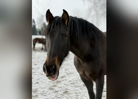 Andalusian, Mare, 6 years, 16 hh, Brown
