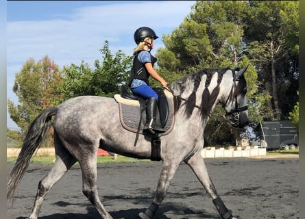 Andalusian, Mare, 6 years, 16 hh, Gray-Dapple