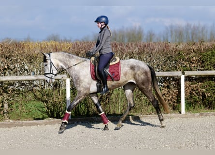 Andalusian, Mare, 6 years, 16 hh, Gray-Dapple