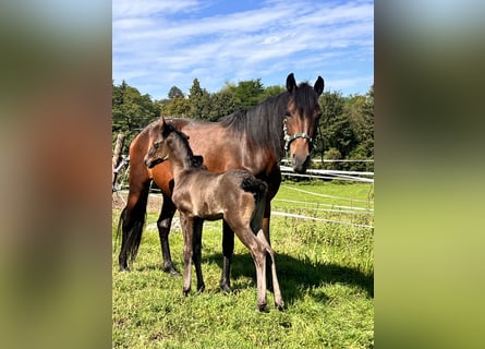 Andalusian Mix, Mare, 7 years, 13,3 hh, Brown