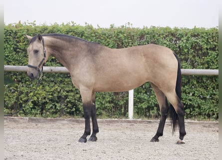 Andalusian, Mare, 7 years, 15,1 hh, Dun