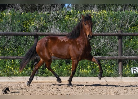 Andalusian, Mare, 7 years, 15.2 hh, Brown