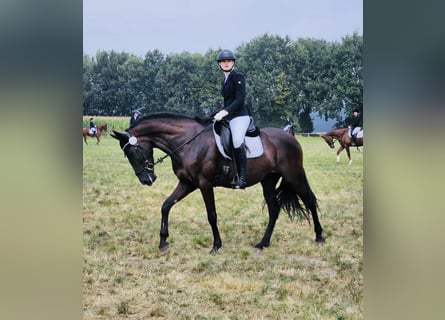 Andalusian, Mare, 7 years, 16.1 hh, Black