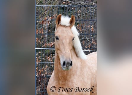Andalusian, Mare, 7 years, 16 hh, Palomino