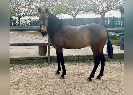 Andalusian, Mare, 8 years, 15.3 hh, Dun