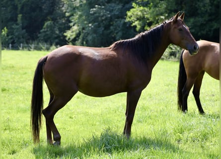 Andalusian, Mare, 8 years, 15,1 hh, Brown