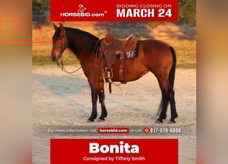 Andalusian Mix, Mare, 9 years, 14.2 hh, Bay