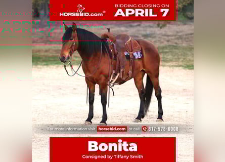 Andalusian Mix, Mare, 9 years, 14.2 hh, Bay
