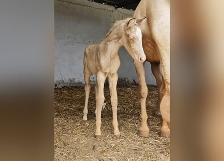 Andalusian, Mare, Foal (04/2026), 15.2 hh, Pearl