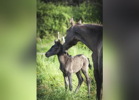 Andalusian, Mare, , 15,2 hh, Pearl