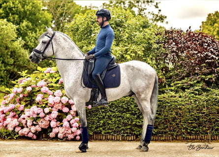 Andalusian, Stallion, 10 years, 15.2 hh, Gray-Fleabitten