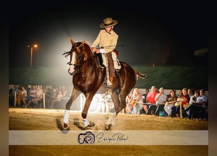 Andalusian, Stallion, 11 years, 16 hh, Chestnut-Red