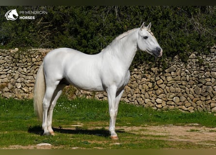 Andalusian, Stallion, 12 years, 15,3 hh, White