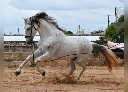 Andalusian Mix, Stallion, 14 years, 16 hh, Gray