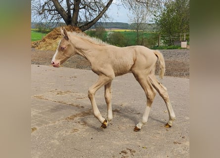 Andalusian, Stallion, 1 year, 13,1 hh, Cremello