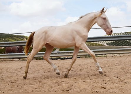 Andalusian, Stallion, 1 year, 14.1 hh, Cremello