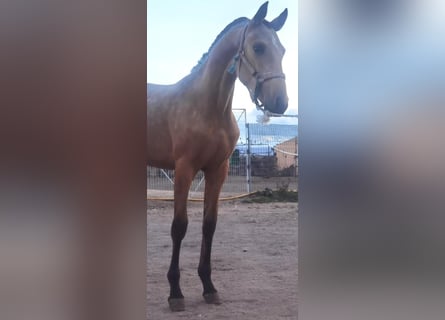 Andalusian Mix, Stallion, 1 year, 14.2 hh, Buckskin
