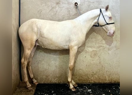 Andalusian, Stallion, 1 year, 14.3 hh, Cremello