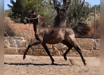 Andalusian, Stallion, 1 year, 15,2 hh, Black