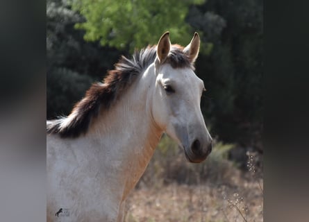 Andalusian, Stallion, 1 year, 15.2 hh, Dun