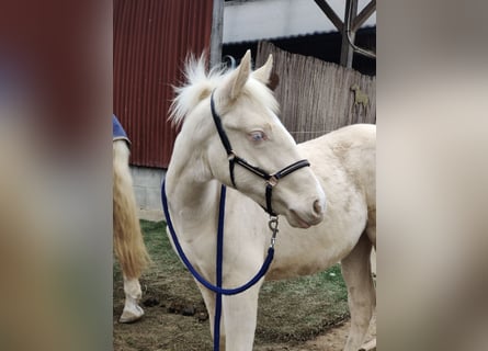 Andalusian, Stallion, 1 year, 15,2 hh, Perlino