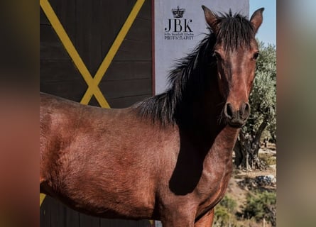 Andalusian, Stallion, 1 year, 16 hh, Brown